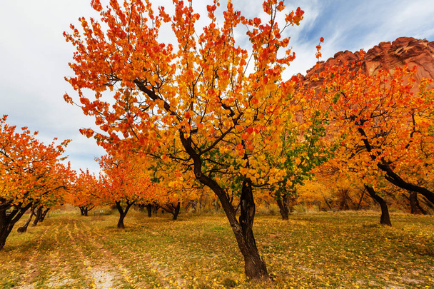 Sarı tonlarda sonbahar sahnesi - Fotoğraf, Görsel