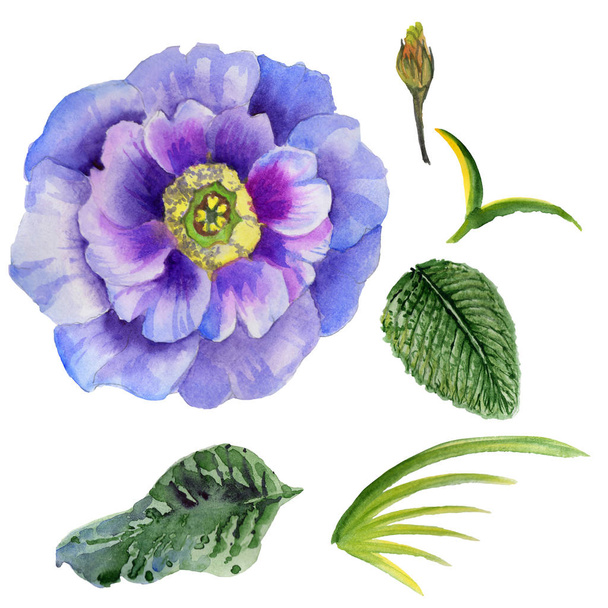 Wildflower viola kwiat w stylu przypominającym akwarele na białym tle. - Zdjęcie, obraz