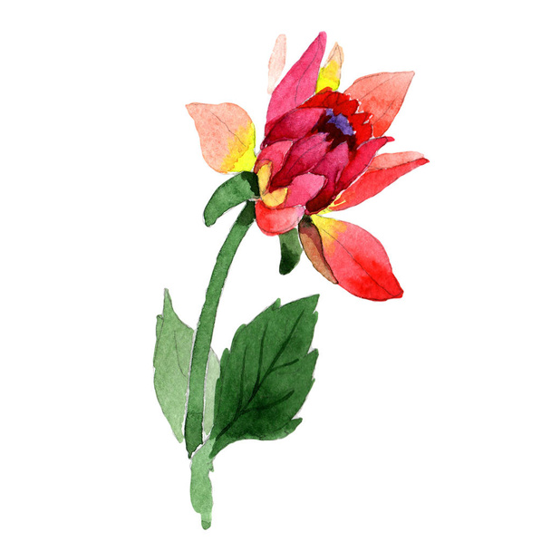 Wildflower dahlia flower in a watercolor style isolated. - Fotoğraf, Görsel