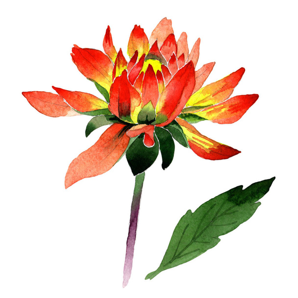 Wildflower dahlia flower in a watercolor style isolated. - Foto, afbeelding