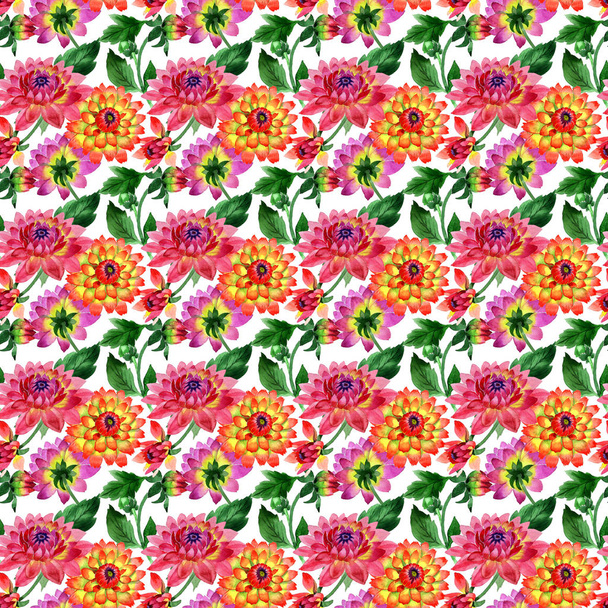 Vadvirág dahlia virág minta elszigetelt akvarell stílusú. - Fotó, kép