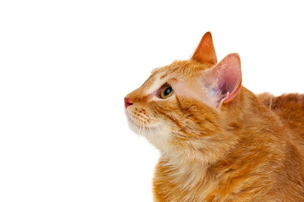Gato vermelho bonito
 - Foto, Imagem
