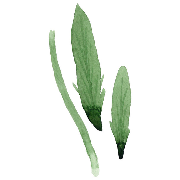 Wildflower Gaillardia flower leaf in a watercolor style isolated. - Fotó, kép