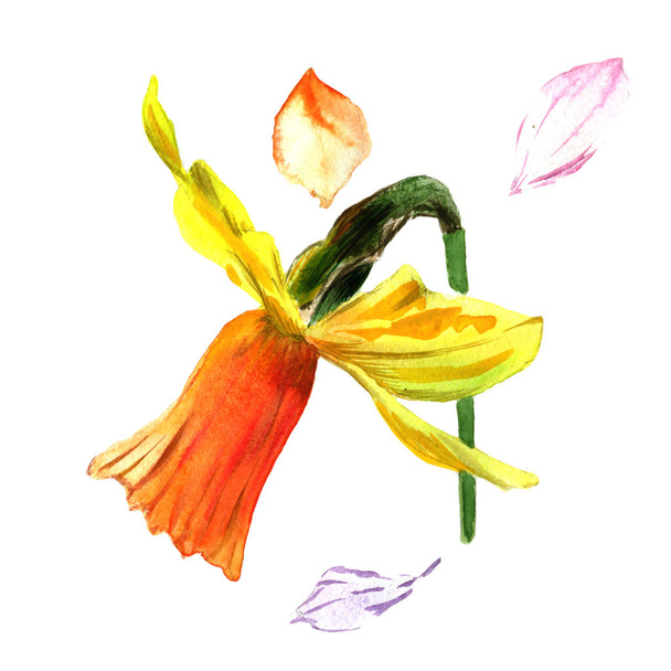 Wildflower Narcissus flower in a watercolor style isolated. - Photo, Image
