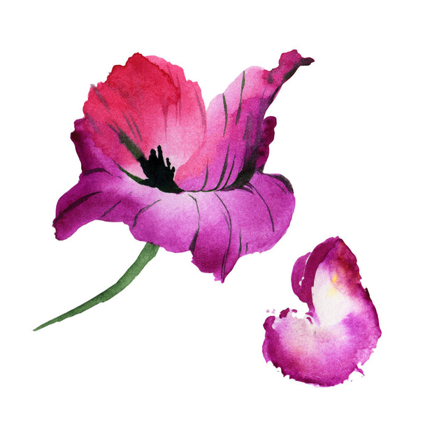 Wildflower poppy flower in a watercolor style isolated. - Foto, Imagen