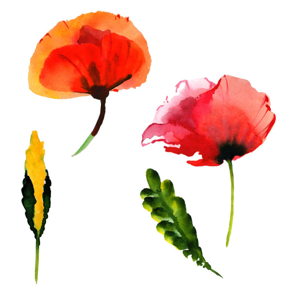 Wildflower poppy flower in a watercolor style isolated. - Фото, зображення