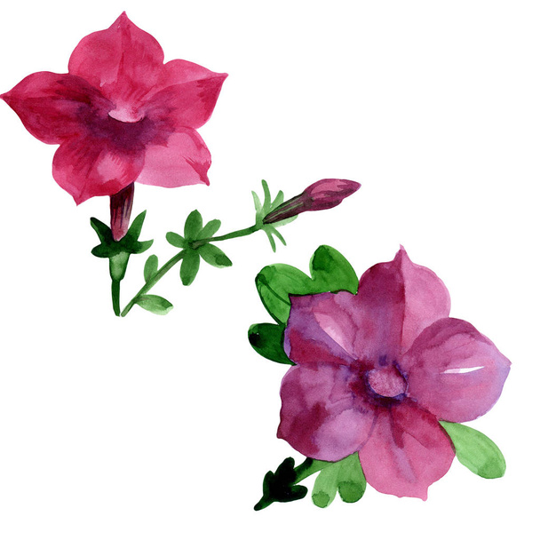 Vadvirág Bluebell virág elszigetelt akvarell stílusú. - Fotó, kép