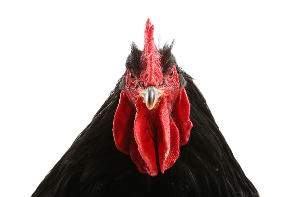 Black cochin rooster - Foto, afbeelding
