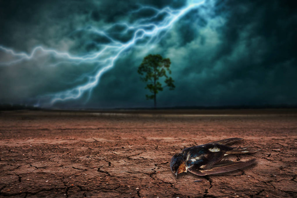 Νεκρά πουλιά στη γη στο έδαφος ξηρά ραγισμένη και μεγάλο δέντρο. Με καταιγίδα - Φωτογραφία, εικόνα