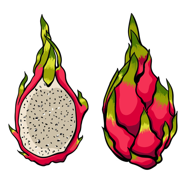 Exotic vector Dragon fruits on the bright white background. - ベクター画像