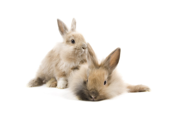 Rabbits - Fotografie, Obrázek