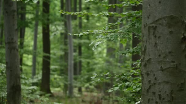Alberi della foresta. natura verde sfondi luce solare in legno. focus selettivo
 - Filmati, video