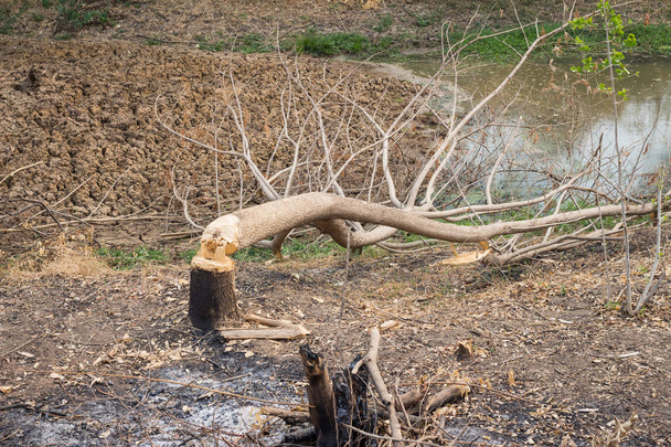 Desmatamento e queima florestal
 - Foto, Imagem