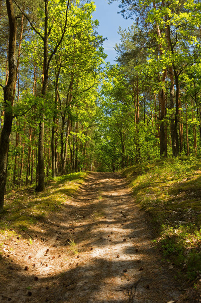 Forest dirty road in summer under blue sky - Фото, изображение