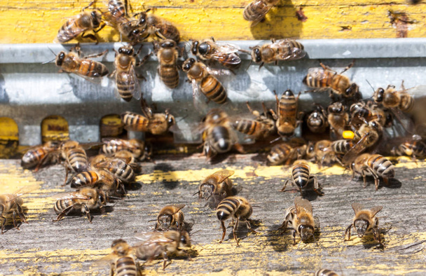A méhek elején a bejárat közeli struktúra. Szelektív összpontosít - Fotó, kép