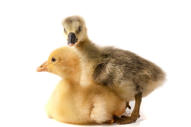 Két kis gosling elszigetelt fehér háttér - Fotó, kép