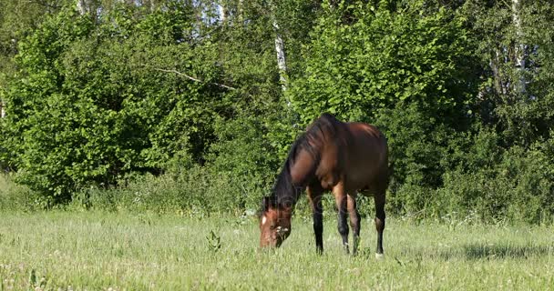 Brązowy koń jest wypas w wiosenna łąka - Materiał filmowy, wideo