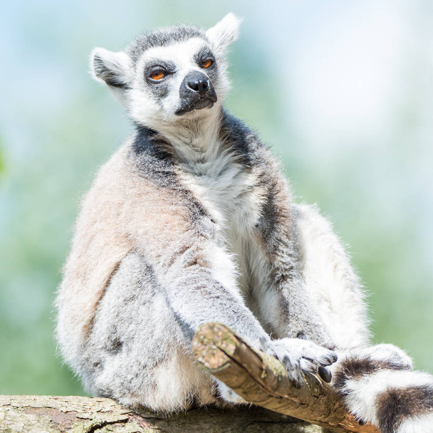 Portrait of ring-tailed Madagascar lemur at smooth background - Photo, Image