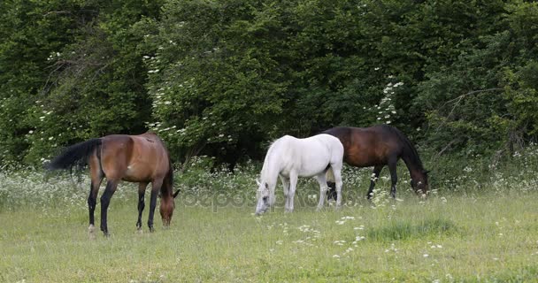 rebanho de cavalos que pastam em um prado de primavera
 - Filmagem, Vídeo