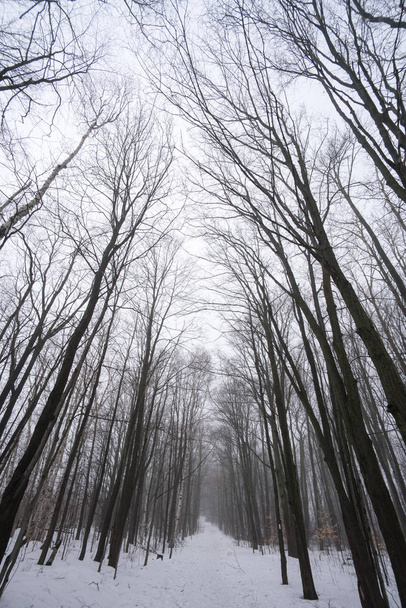 View of woods in winter, Ontario - Foto, Bild