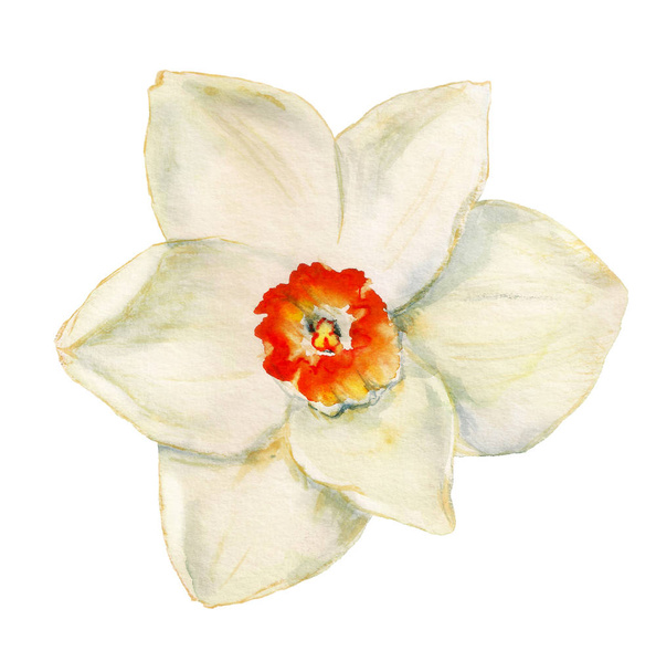 Flower of narcissus - Zdjęcie, obraz