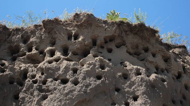砂の崖、砂のマーティンの自然の生息地 - 写真・画像