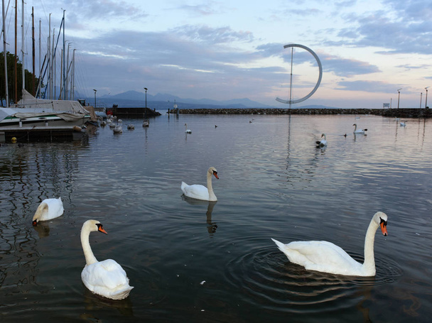 Embankment on Lake Geneva in Lausanne with swans and yacht at evening time, Switzerland - Фото, зображення
