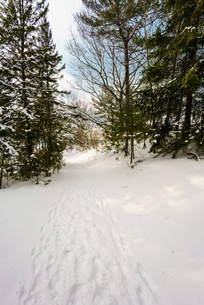 Camino a través del bosque cubierto de nieve
 - Foto, imagen