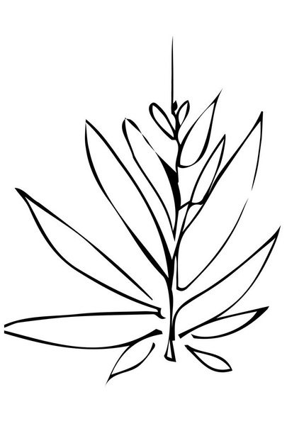 vector sketch of a plant twig and leaves - Vektori, kuva