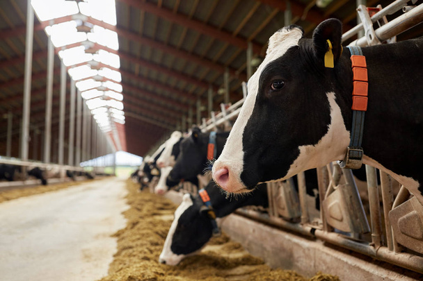 herd of cows eating hay in cowshed on dairy farm - 写真・画像