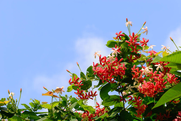 Beautiful flower of Combretum indicum honeysuckle. - Photo, Image