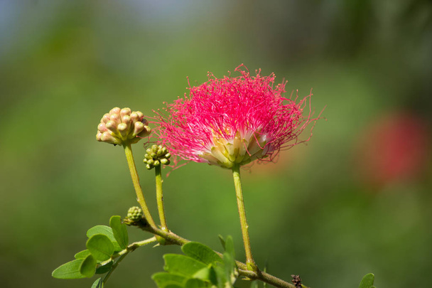 Ροζ λουλούδι ριπή σκόνη ή σκόνη φούσκα κεφάλι - Φωτογραφία, εικόνα