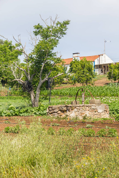 Bene e una piantagione di fattoria a Santiago do Cacem
 - Foto, immagini