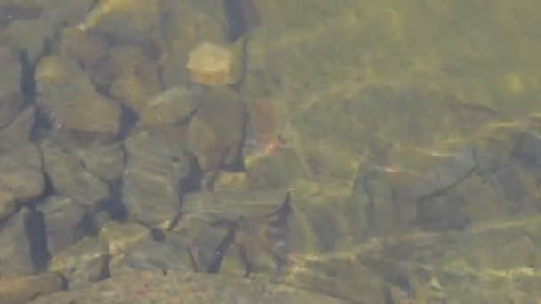 Zicht op de vijver van het dorp. Wateroppervlak. Kijk in het water. Bewegende kikkervisjes. Cinematic look, 4k video. - Video