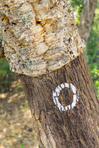 Podrobnosti o korku v Sobreiro stromu v Santiagu se Cacem - Fotografie, Obrázek