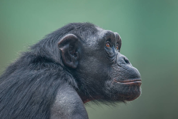 Chimpanzee portrait close up at open resort - 写真・画像