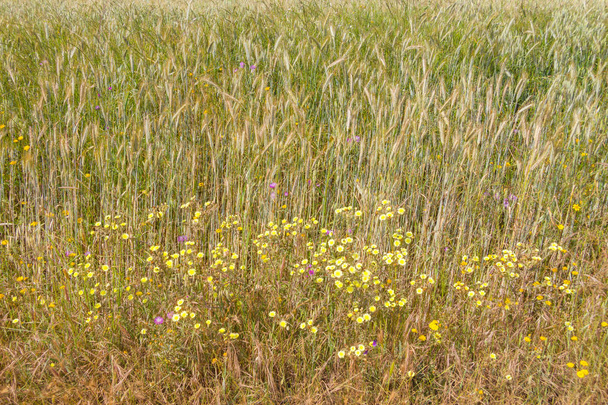 Piantagione di grano e fiori selvatici a Vale Seco, Santiago do Cace
 - Foto, immagini