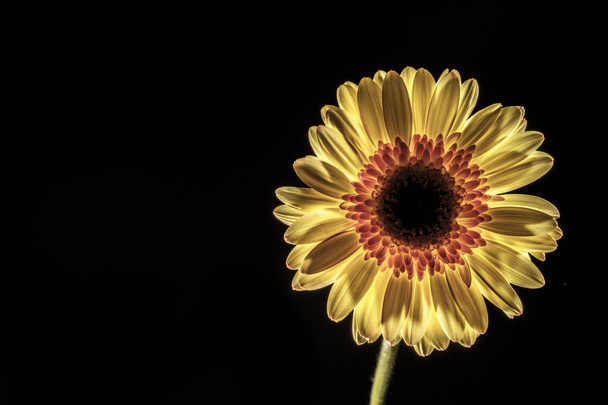 clé basse d'une fleur de gerbera
 - Photo, image