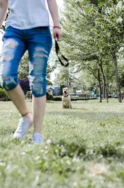 Girl trained dog in the park  - Photo, image