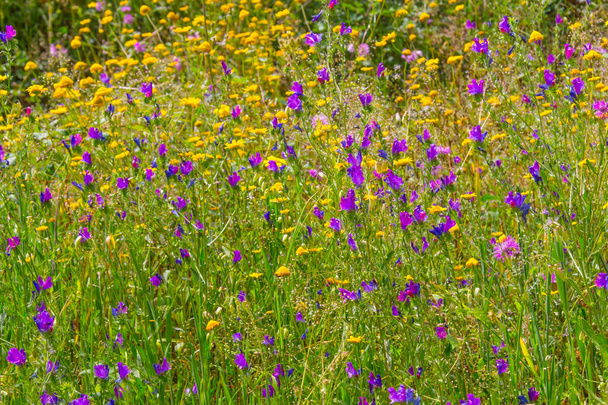 Wild flowers in the trail in Santiago do Cacem - Photo, Image