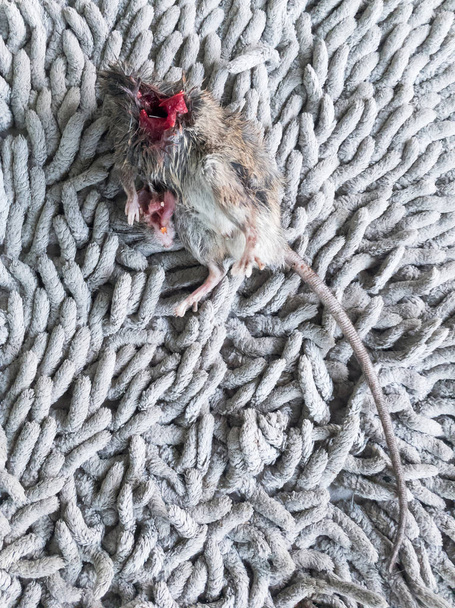 Friss hasított patkány. - Fotó, kép