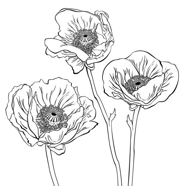 Drawing of poppy flowers - Vector, Image
