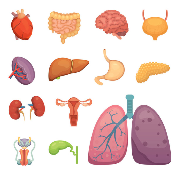 Cartoon human organs set. Anatomy of body. Reproductive system, lungs, brain illustrations - Vector, Image
