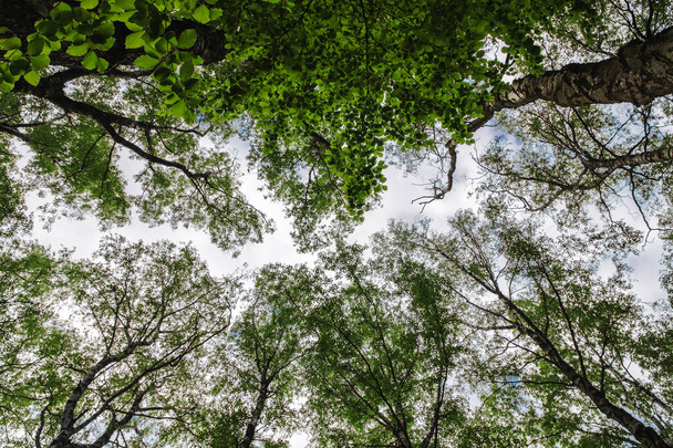 lage hoekmening van bovenkant van bomen in bos - Foto, afbeelding