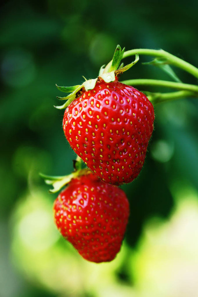 Ripe strawberry on a branch - Φωτογραφία, εικόνα