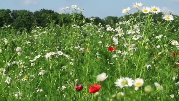夏の花の草原、ポピー、草、ヤグルマギク、昆虫、カモミール、穀物、ドイツ北部の夏 - 映像、動画