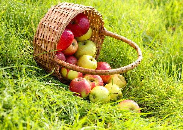 basket of fresh ripe apples in garden on green grass - Фото, изображение