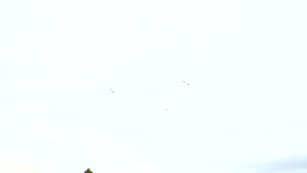 Meeuwen vliegen in de lucht over het fort. Spanje Alicante. Fort van Santa Barbara. - Video