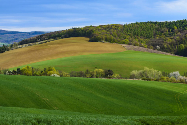 Vista del paisaje agrícola con un campo de maíz joven y bosque bajo el cielo azul con nubes en un día de primavera en la República Checa
 - Foto, imagen
