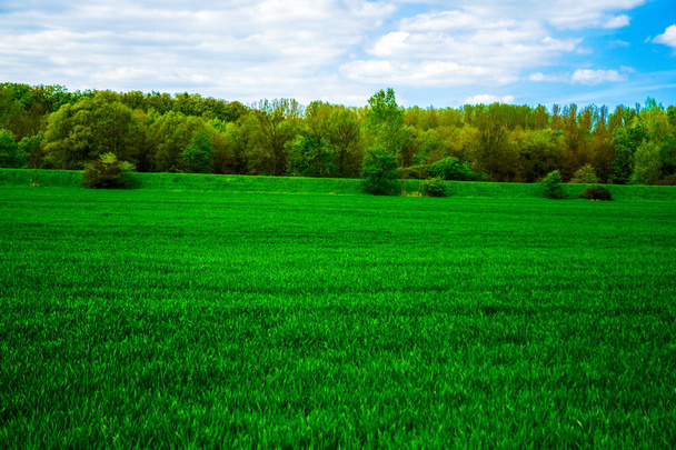 Uitzicht op gebied van groene jonge graan met bomen en blauwe hemel met wolken op een zonnige lentedag - Foto, afbeelding